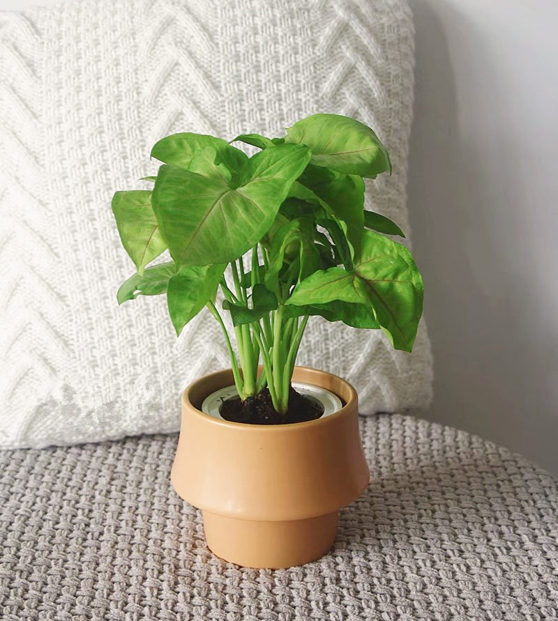 Ceramic Planter in Rosa - Glazed Finish Scandinavian Style Pot