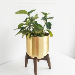 Golden Iron Plant Stand with Wooden Base