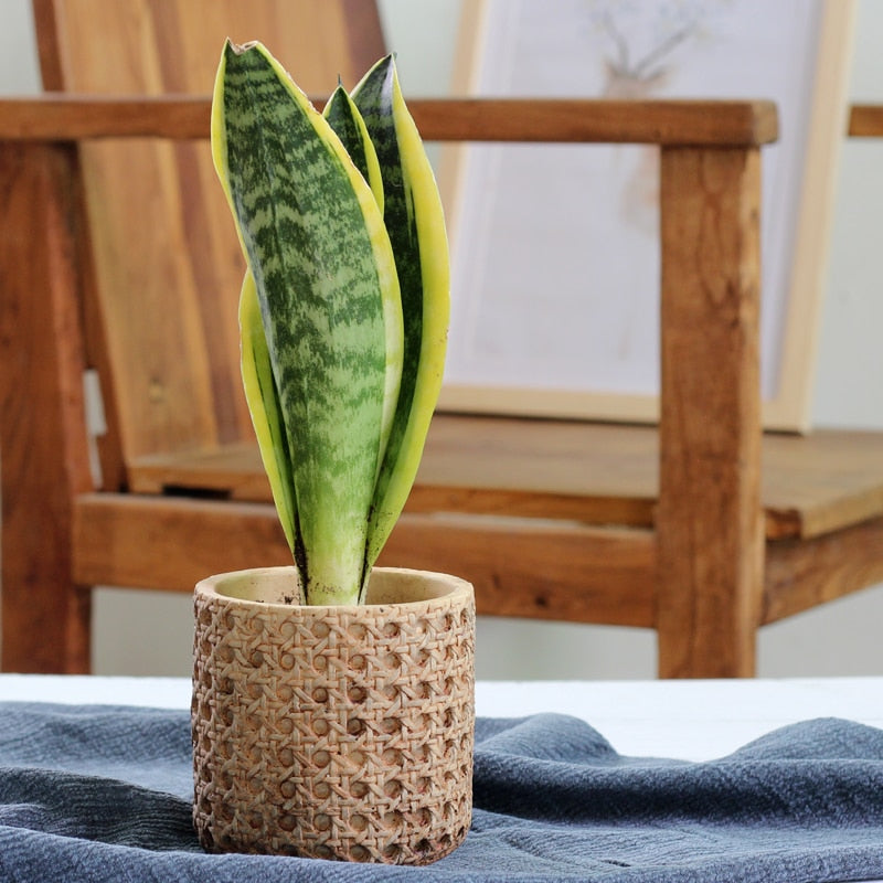 Rattan Cement Planter with Natural Texture