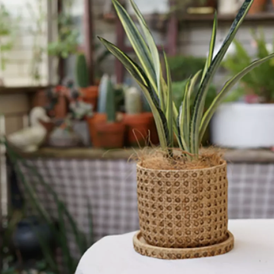 Rattan Cement Planter with Natural Texture